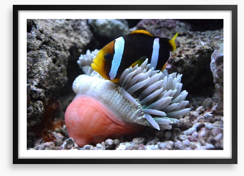 Fish / Aquatic