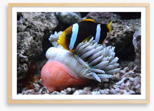 Fish / Aquatic