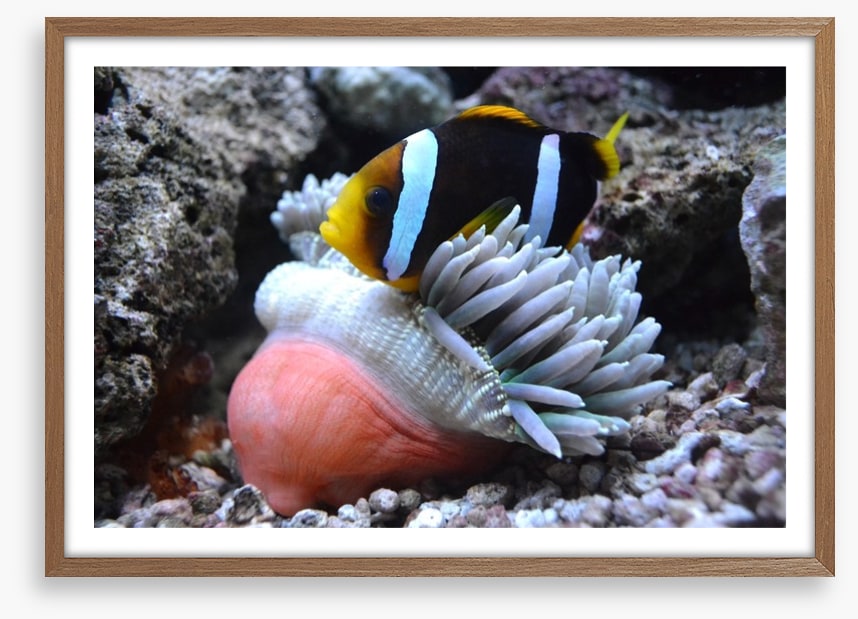 Fish / Aquatic