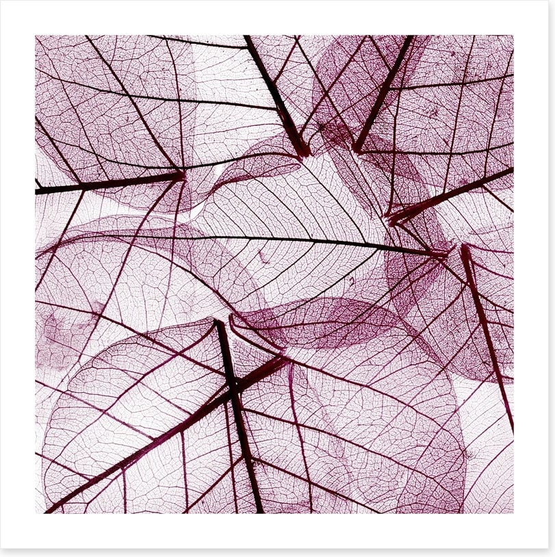 Fallen leaves