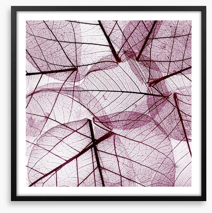 Fallen leaves