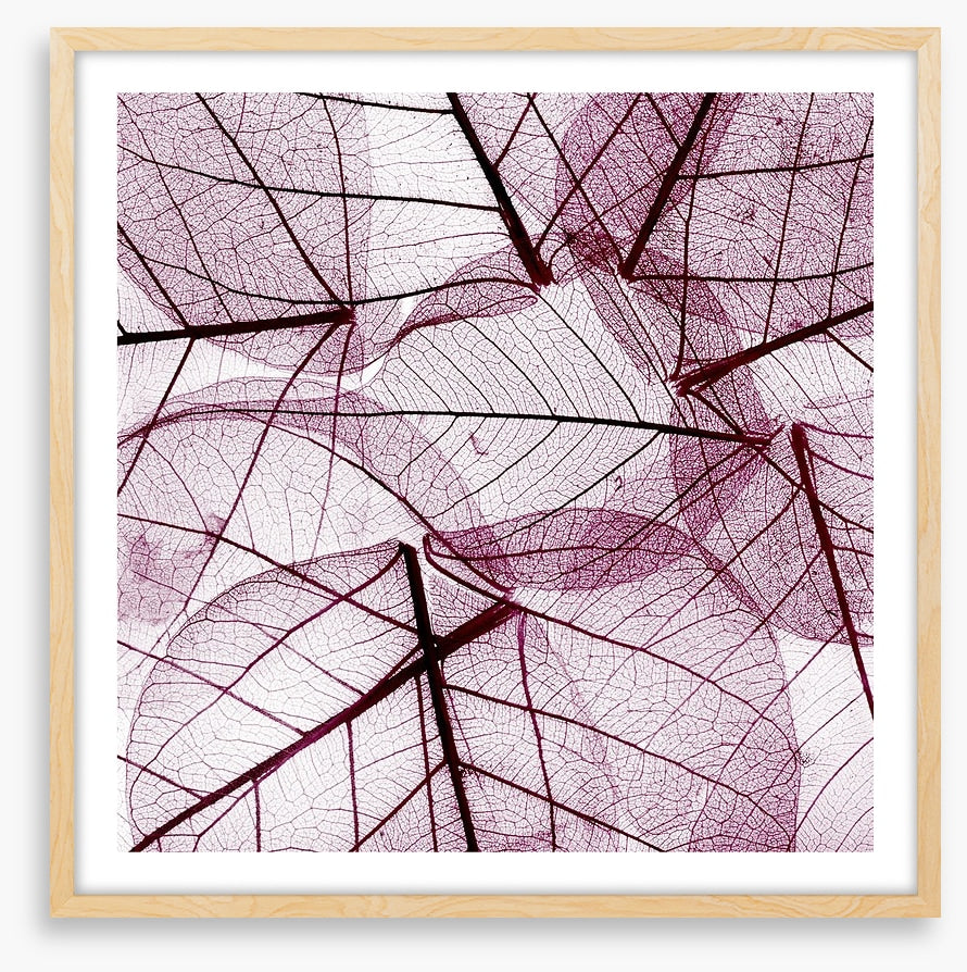 Fallen leaves