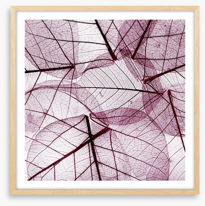 Fallen leaves