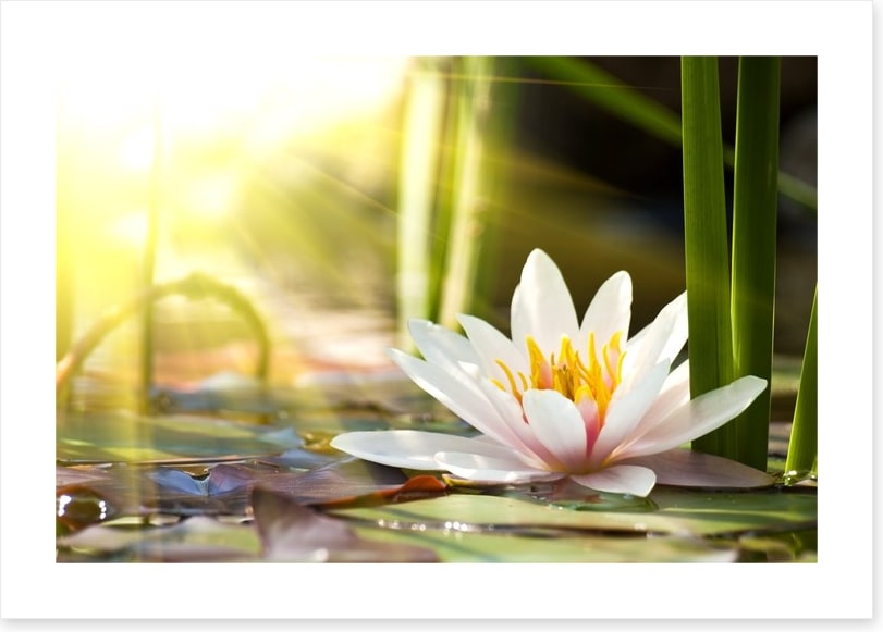 Sunbeam on lotus