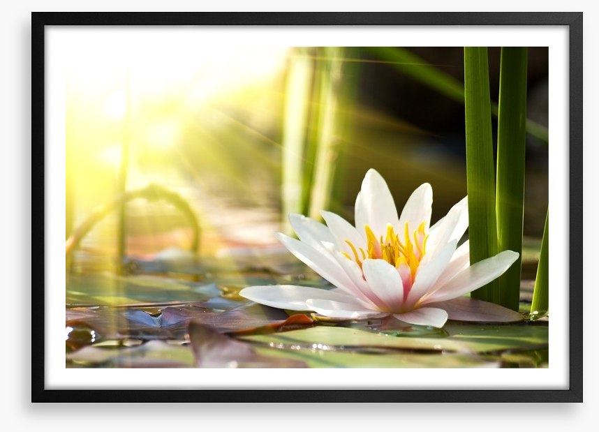 Sunbeam on lotus