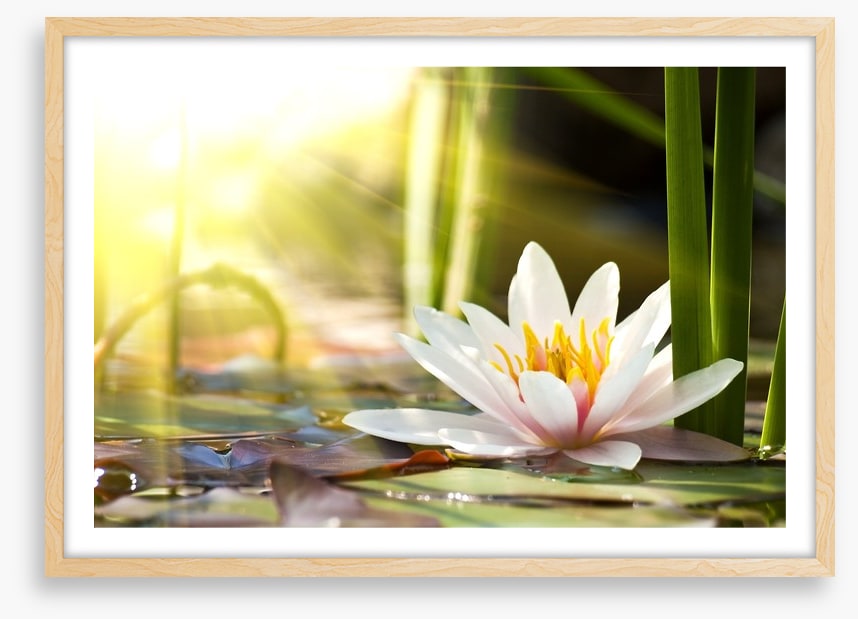 Sunbeam on lotus