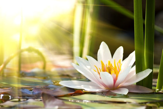 Sunbeam on lotus