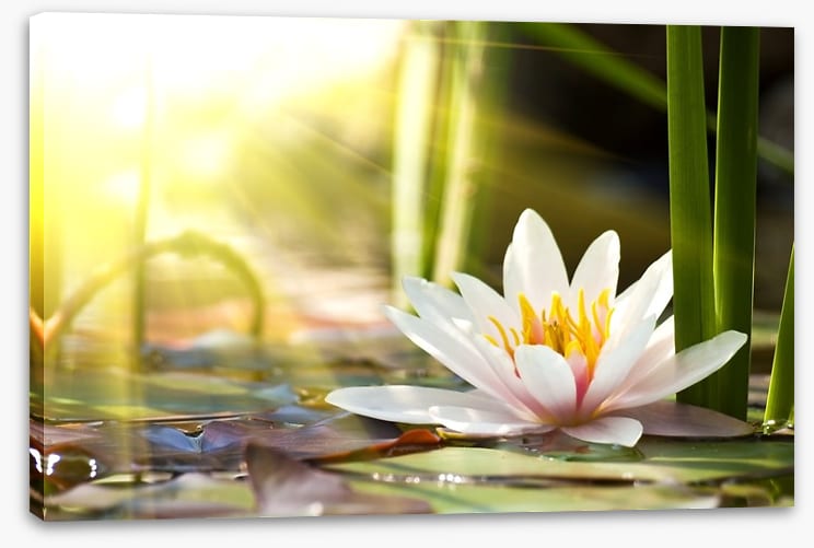 Sunbeam on lotus