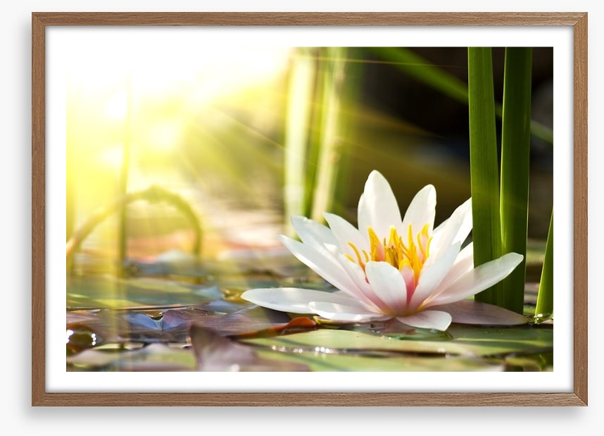 Sunbeam on lotus