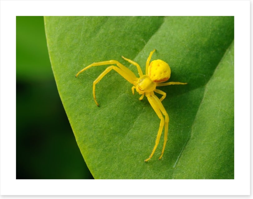 Insects