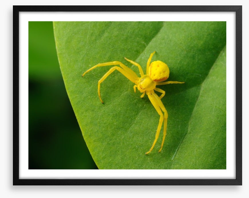 Insects