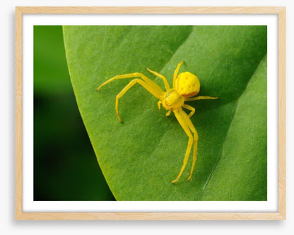 Insects