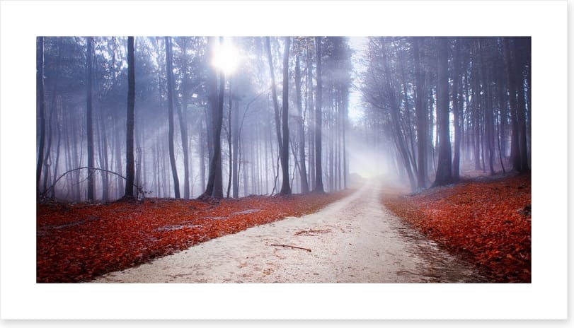 Misty forest drive