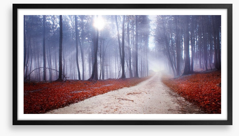 Misty forest drive