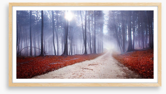 Misty forest drive