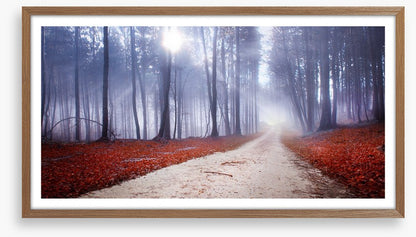 Misty forest drive