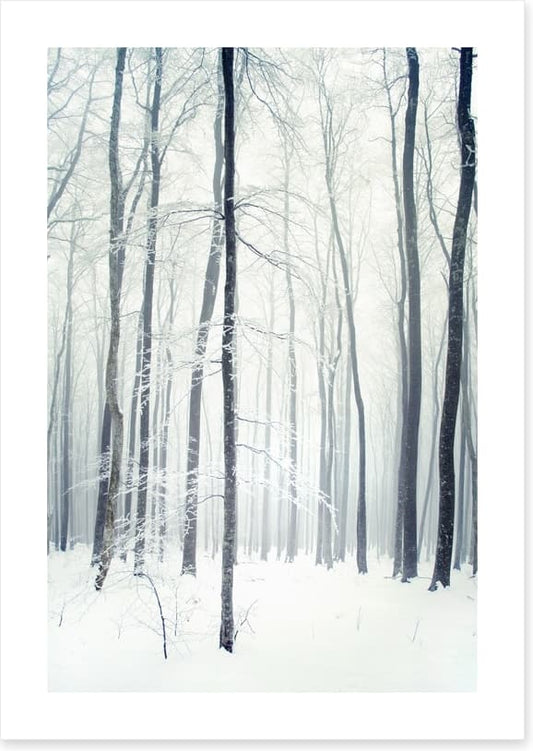 Winter forest
