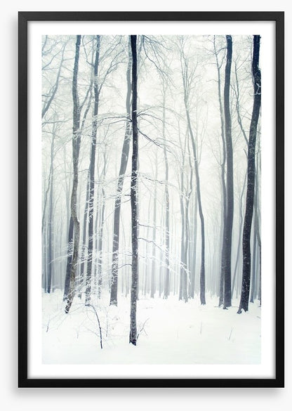 Winter forest
