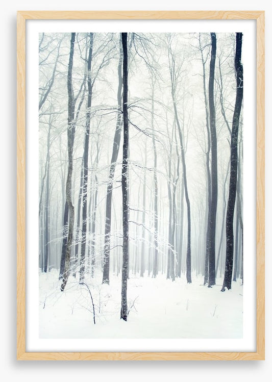 Winter forest