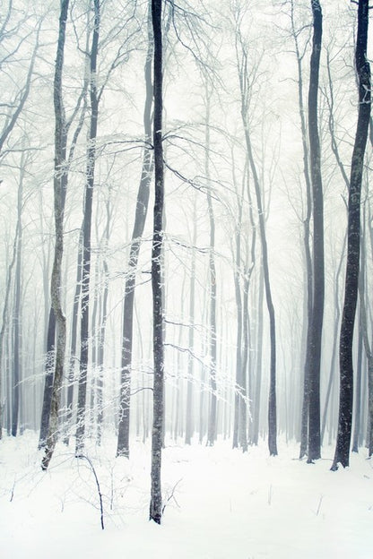 Winter forest