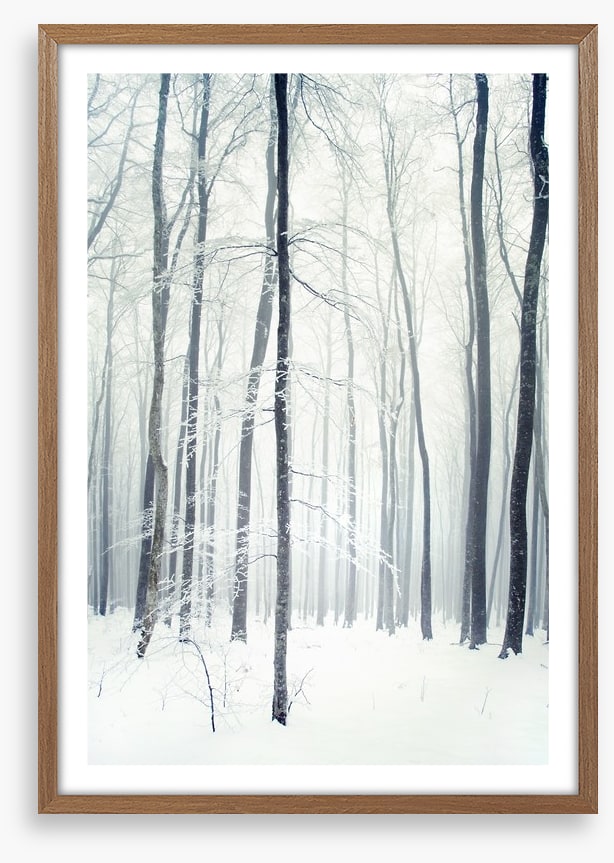 Winter forest