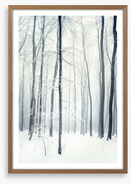 Winter forest