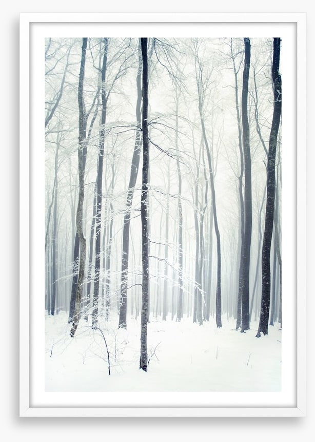 Winter forest