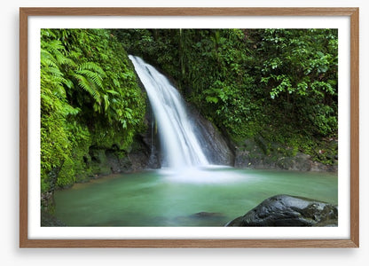 Rainforest cascades