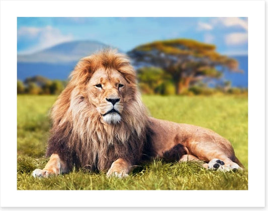 Lion on savannah grass, Kenya