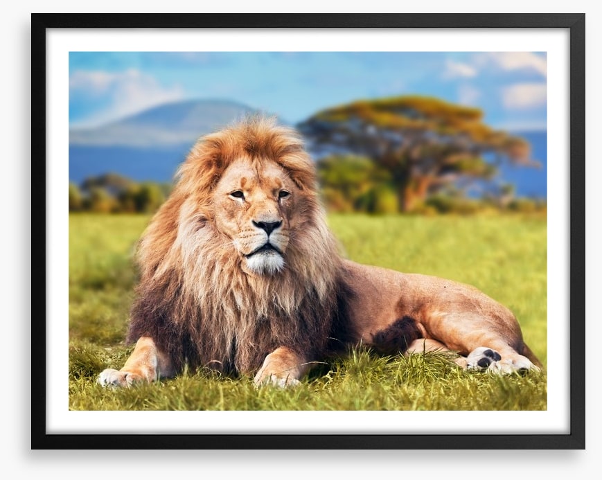 Lion on savannah grass, Kenya