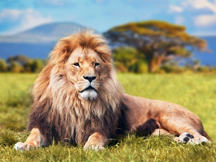 Lion on savannah grass, Kenya