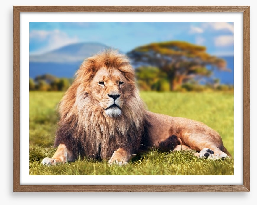 Lion on savannah grass, Kenya