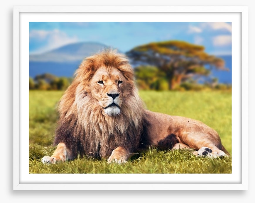 Lion on savannah grass, Kenya