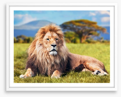 Lion on savannah grass, Kenya