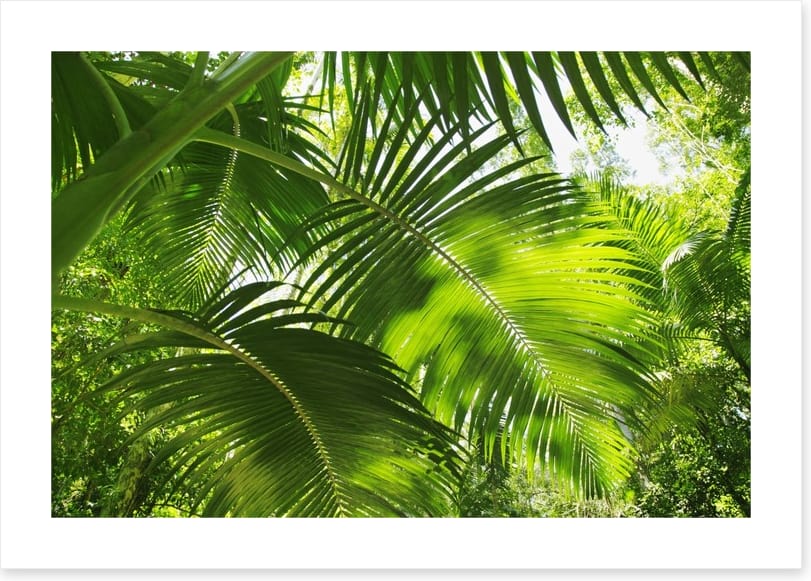 Jungle palms