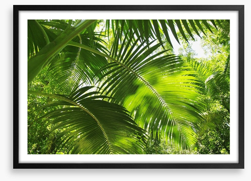 Jungle palms