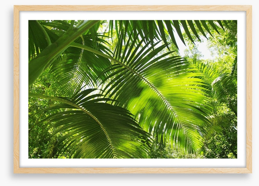 Jungle palms