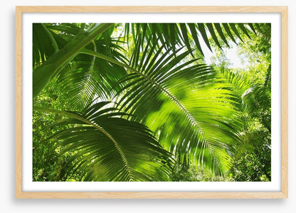 Jungle palms