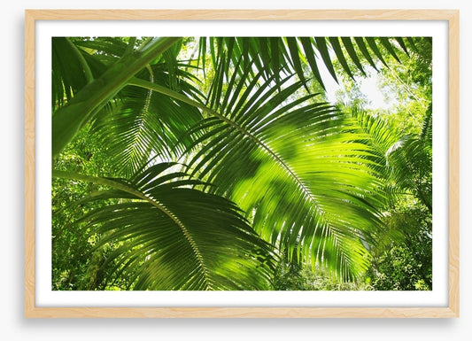 Jungle palms