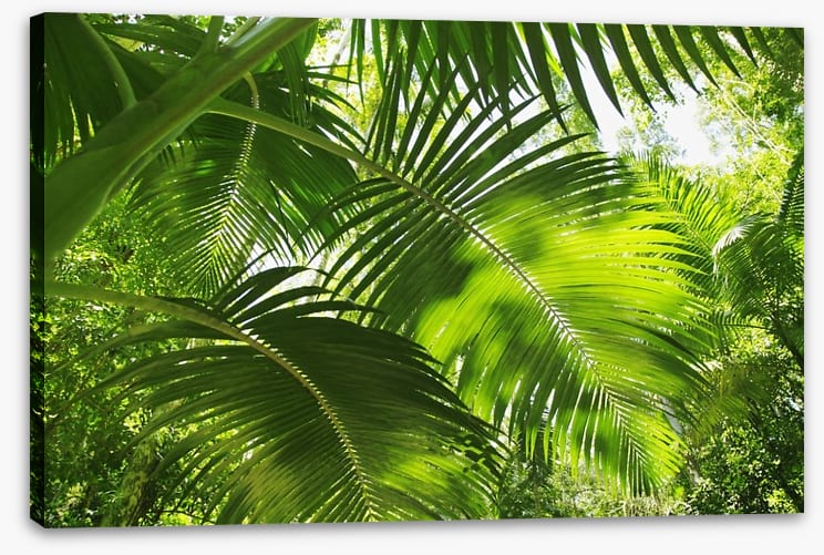 Jungle palms