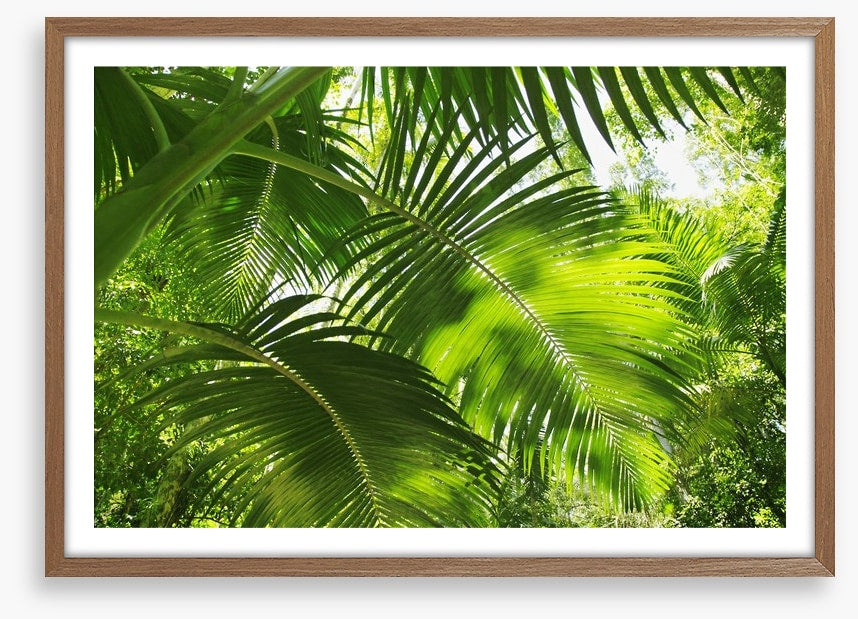 Jungle palms