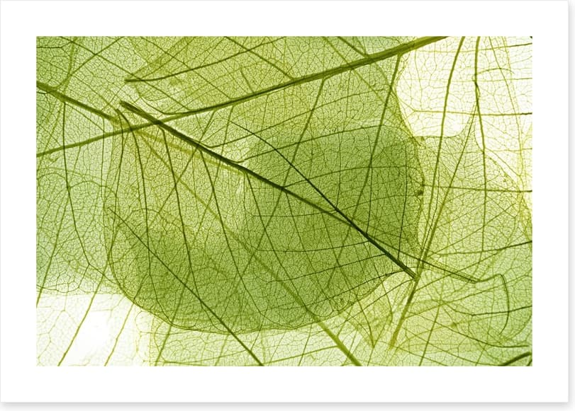 Transparent leaves