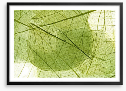 Transparent leaves