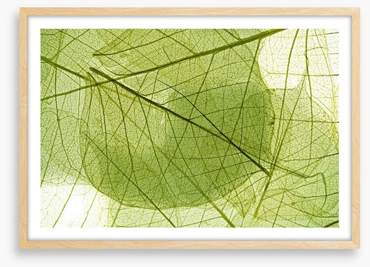 Transparent leaves