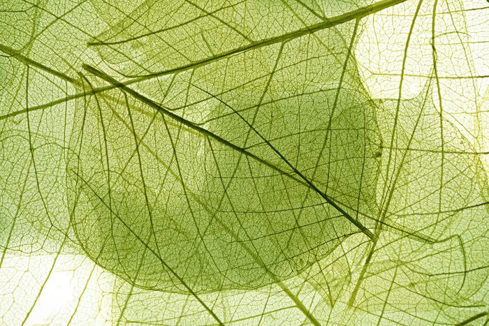 Transparent leaves