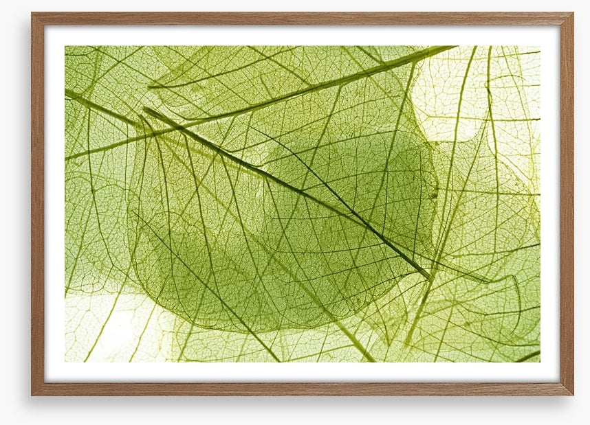 Transparent leaves