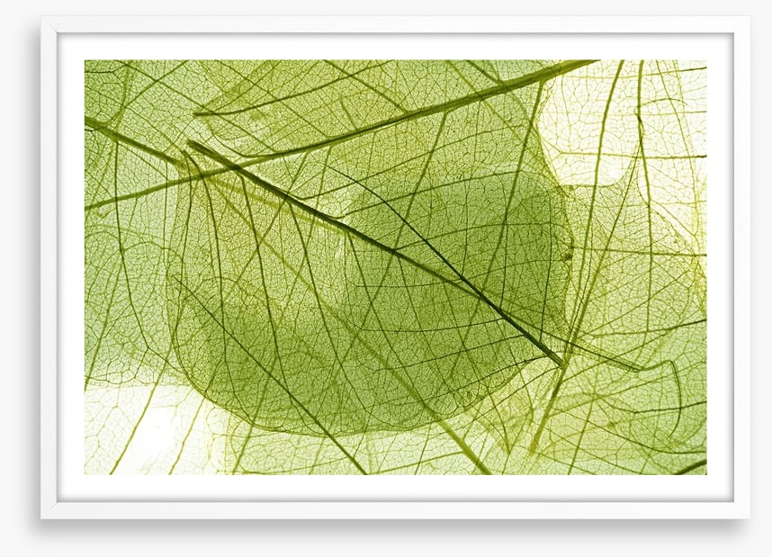 Transparent leaves