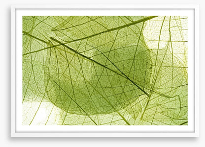 Transparent leaves