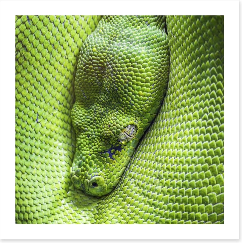 Reptiles / Amphibian