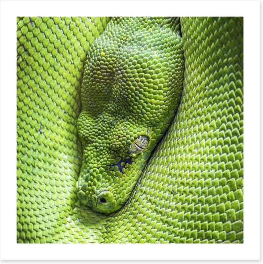 Reptiles / Amphibian